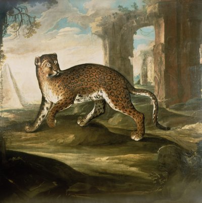 A Jaguar by Andrea the Elder Scacciati